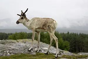 Fennicus: Forest Reindeer