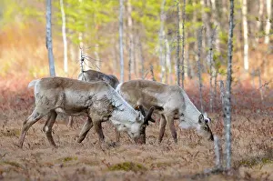 Browsing: Forest Reindeer