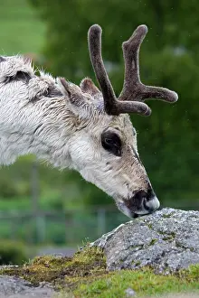 Fennicus: Forest reindeer - grazing on lichens