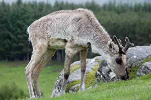 Reindeers: Forest reindeer grazing in rain