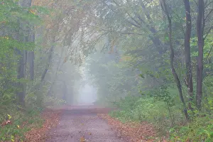Path: Forest road autumn