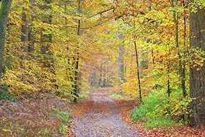 Path: Forest road autumn