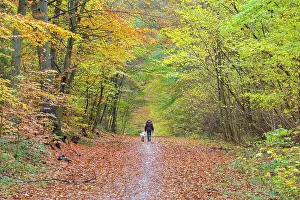 Path: Forest road autumn