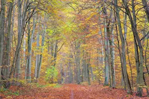 Path: Forest road autumn