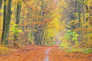 Path: Forest road autumn