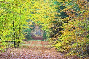 Path: Forest road autumn