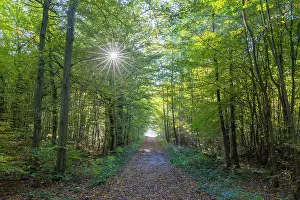 Path: Forest road autumn