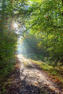 Path: Forest road autumn