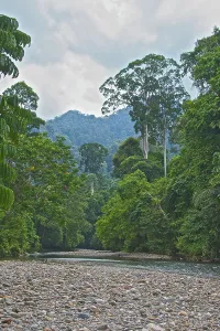 Stilt: Forest scene, Gunung Leuser National Park