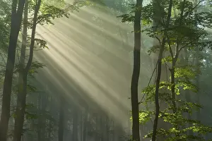 Sunrays: Forest scene with sunbeams through the fog and green leaves