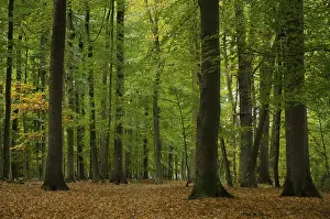 Tall: Forest scene with tall trees and autumn leaves