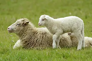 Closeness: Forest sheep, lamb with mother on a pasture, Germany