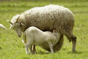 Suckle: Forest sheep, lamb being suckled by mother, Germany