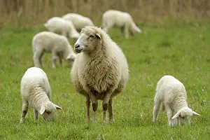 Closeness: Forest sheep, lambs with mother on a pasture, Germany
