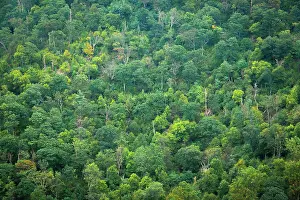 Virginia: Forest, Shenandoah, Blue Ridge Parkway, Smoky Mountains