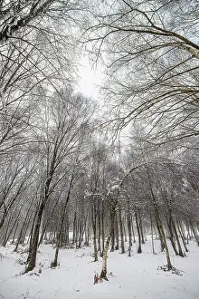 221220: forest in snowy landscape - Allariz, Galicia, Spain