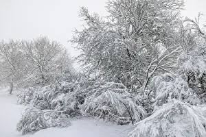 Snowflake: forest in snowy landscape - Allariz, Galicia, Spain
