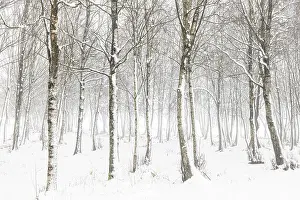 Snowflake: forest in snowy landscape - Allariz, Galicia, Spain