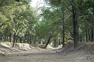 Luangwa: Forest - South Luangwa Valley