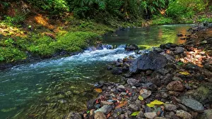 Flowing: Forest stream in Corcovado National Park, Puntarenas