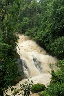 Brian Mcdairmant: Forest stream in flood during heavy rain