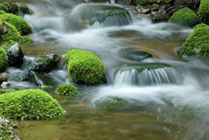 Serenity: Forest Stream flowing over Mossy Rocks