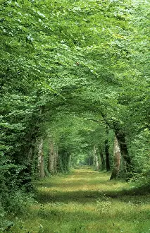 110219: Forest in summer, France