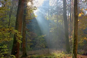 Sunrays: Forest - sun breaking through morning fog creating