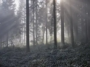 Lights: Forest with sunbeams in the haze