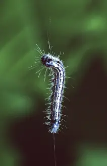 Malacosoma: Forest Tent Caterpillars