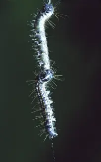 Malacosoma: Forest Tent Caterpillars
