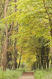 Utrechts: Forest track in a deciduous forest in autumn co