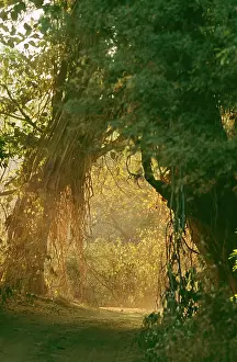 Ranthambhore: Forest Track or Path - Ranthambhore National Park