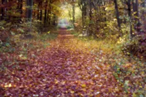Blurry: Forest trail in autumn, Camera obscura, Mainz, Germany