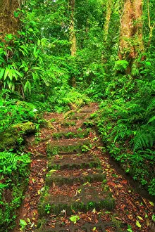 Step: Forest trail at the Monte Verde Cloud Forest Preserve