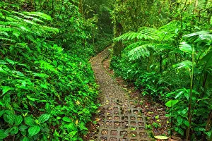 Lush: Forest trail at the Monte Verde Cloud Forest Preserve
