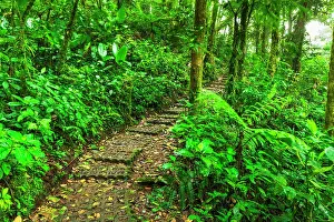 Lush: Forest trail at the Monte Verde Cloud Forest Preserve