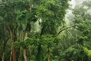 Michele Menegon: Forest Trees