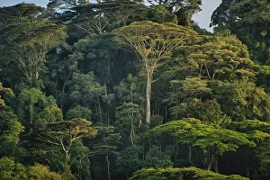 Canopy: Forest Trees