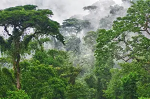 Michele Menegon: Forest Trees - in the mist