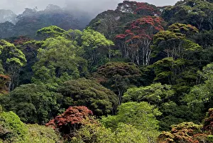 Udzungwa: Forest of the Udzungwa escarpment