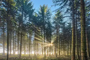 Schwyz: Forest with wafts of mist, Schwyz, Switzerland