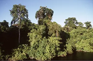 Riverbank: FOREST - by water