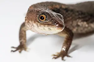 Amazonian: This Forest Whiptail (Kentropyx pelviceps) lives