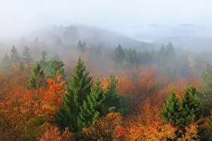 Vosges: Forest Wintersberg