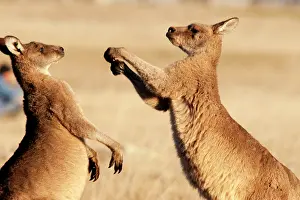 Boxing: Forester / Eastern Grey Kangaroo - adult males fighting for