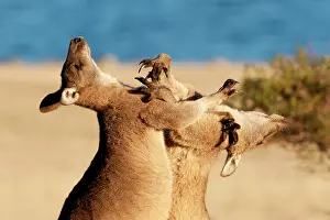 Boxing: Forester / Eastern Grey Kangaroo - adult males fighting for