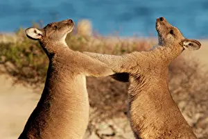 Boxing: Forester / Eastern Grey Kangaroo - adult males fighting for