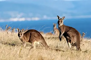 Forester: Forester / Eastern Grey Kangaroo - family group grazing