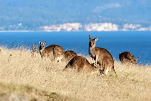 Forester: Forester Eastern Grey Kangaroo - family group grazing and su
